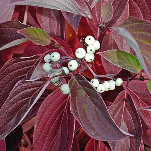 Cornus, shrub, sericea 'Isanti'