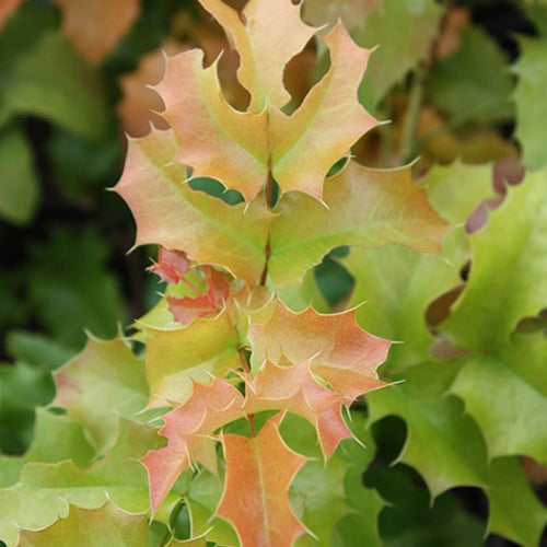 Mahonia aquifolium