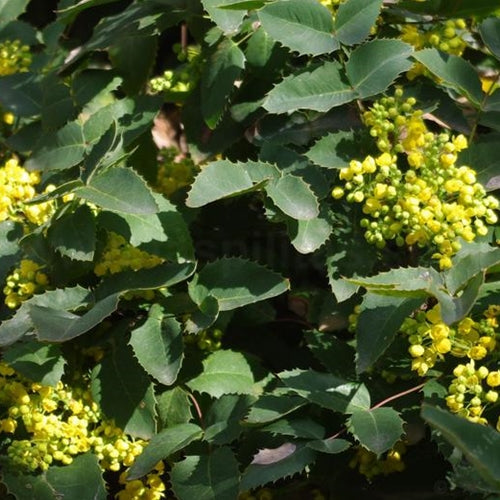 Mahonia repens