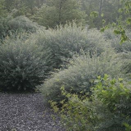 Salix purpurea 'Nana'