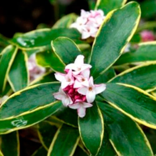 Daphne o. 'Aureo-marginata'