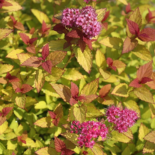 Spiraea j. 'Magic Carpet' PP9363