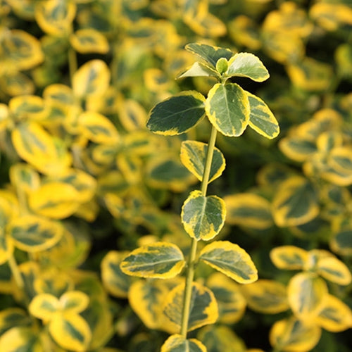 Euonymus f. 'Emerald 'n Gold'