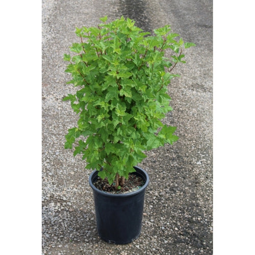 Physocarpus capitatus