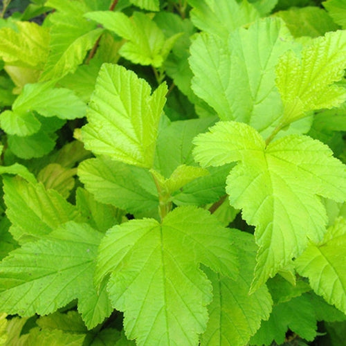 Physocarpus op. 'Dart's Gold'