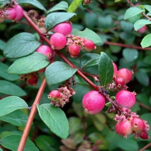 Symphoricarpos x chenaultii 'Hancock'
