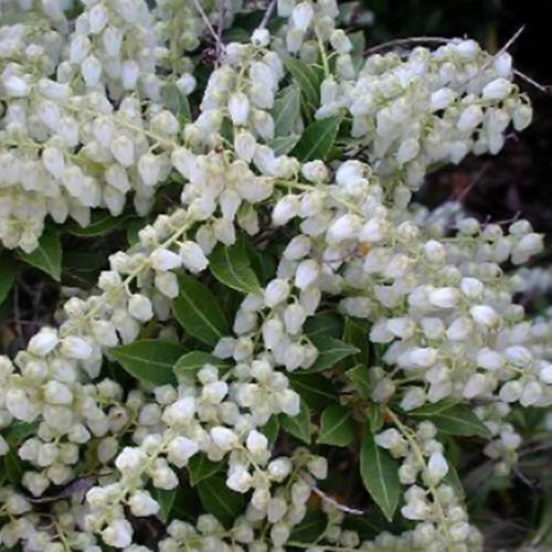 Pieris japonica 'Cavatine'