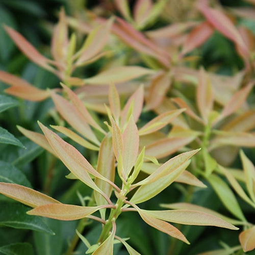 Pieris japonica 'Valley Rose'