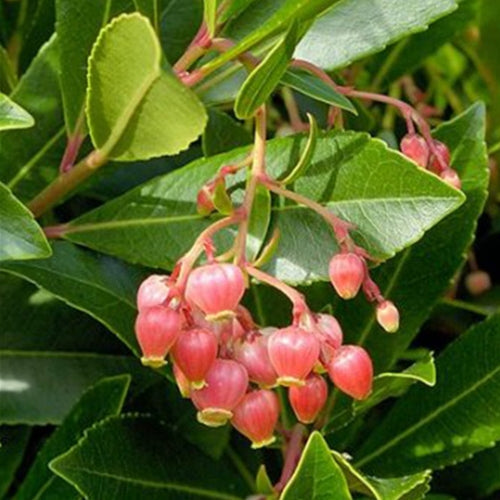 Arbutus x 'Marina'