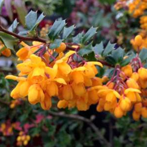 Berberis darwinii