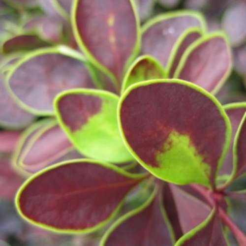 Berberis thunbergii 'Golden Ring'