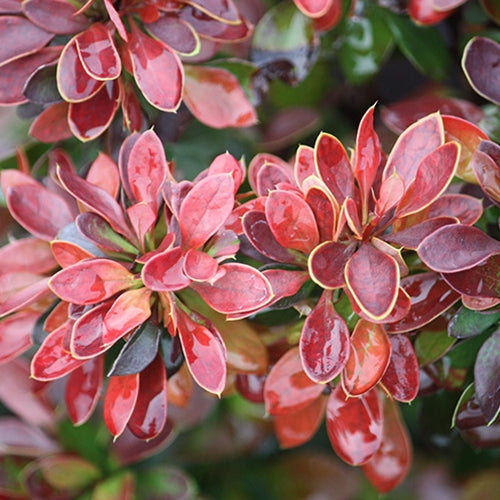 Berberis thunbergii 'Bagatelle'