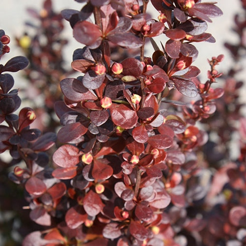 Berberis thunbergii 'Helmond Pillar'