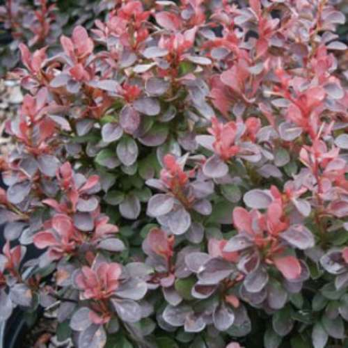 Berberis thunbergii 'Royal Burgundy'®