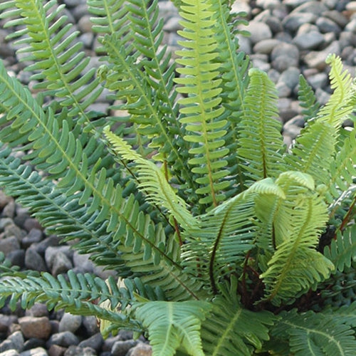 Fern, Blechnum spicant - Deer