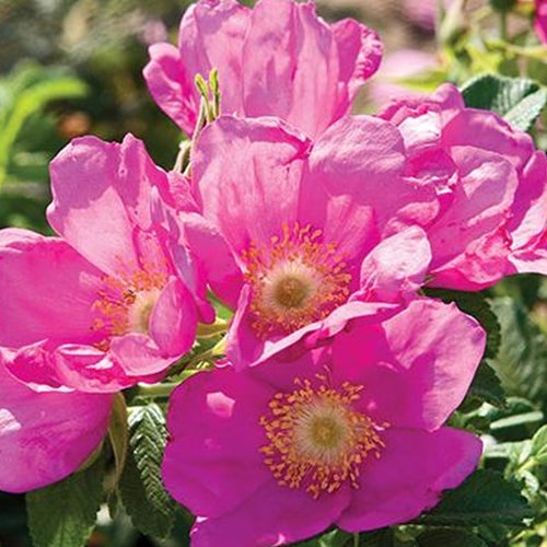 Rosa rugosa Raspberry Rugostar® PP15937 (pink)