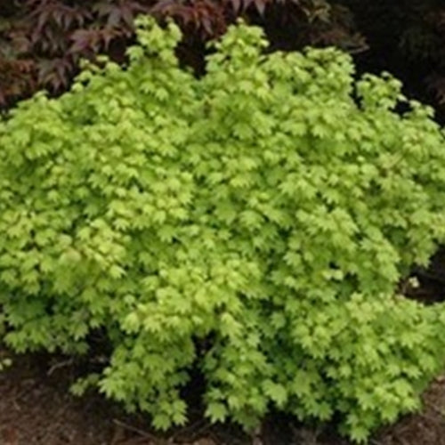 Acer circinatum 'Little Gem'