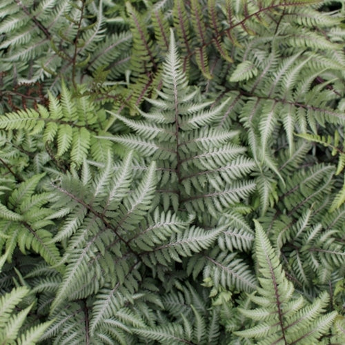 Fern, Athyrium niponicum 'Pictum'