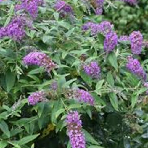 Buddleia Lo & Behold® 'Purple Haze' PW PP24514
