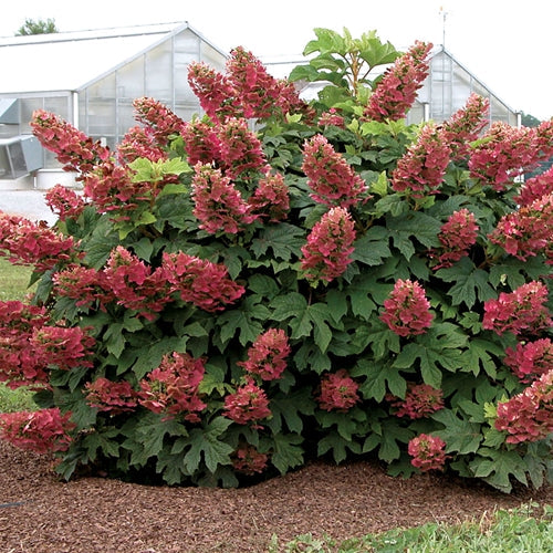 Hydrangea quercifolia 'Ruby Slippers'