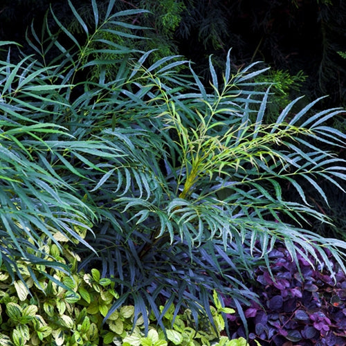 Mahonia eurybracteata 'Soft Caress' PP20183