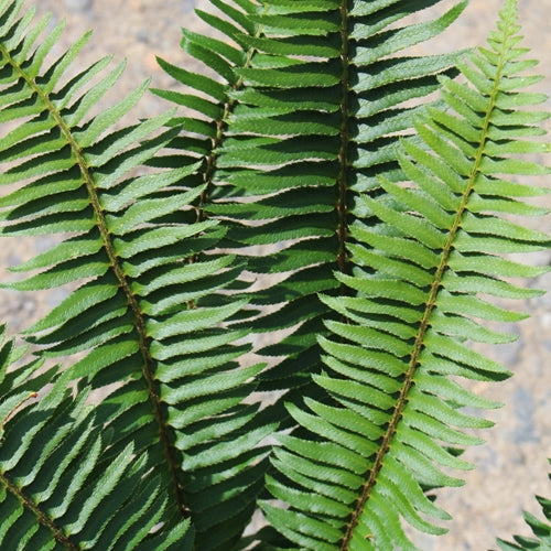 Fern, Polystichum munitum - Sword