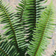 Sticky Image
