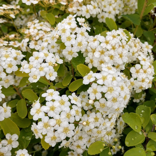 Spiraea x vanhouttei Firegold® FIRST EDITIONS® PP19308