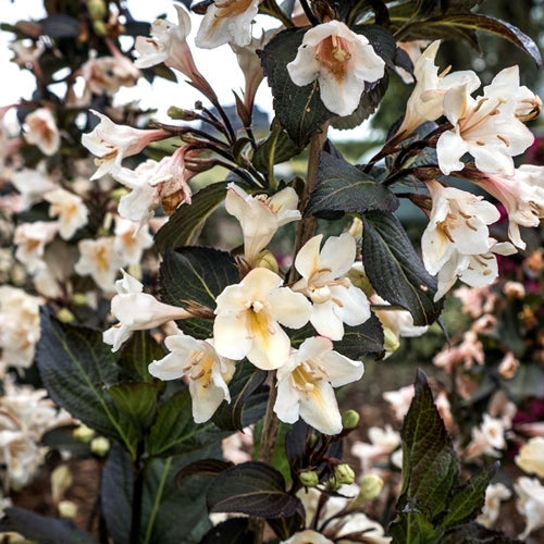 Weigela x DATE NIGHT™ TUXEDO™ BE PP26842