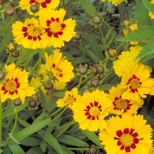 Coreopsis l. 'Baby Sun' (golden)