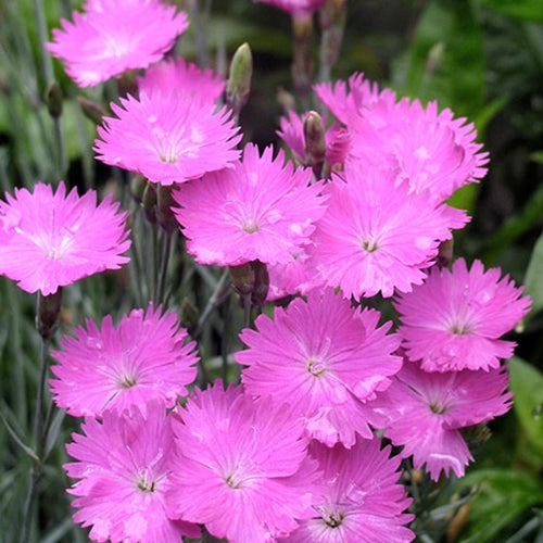 Dianthus 'Firewitch' (magenta)