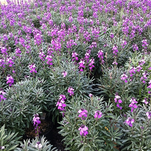 Erysimum x 'Bowle's Mauve'