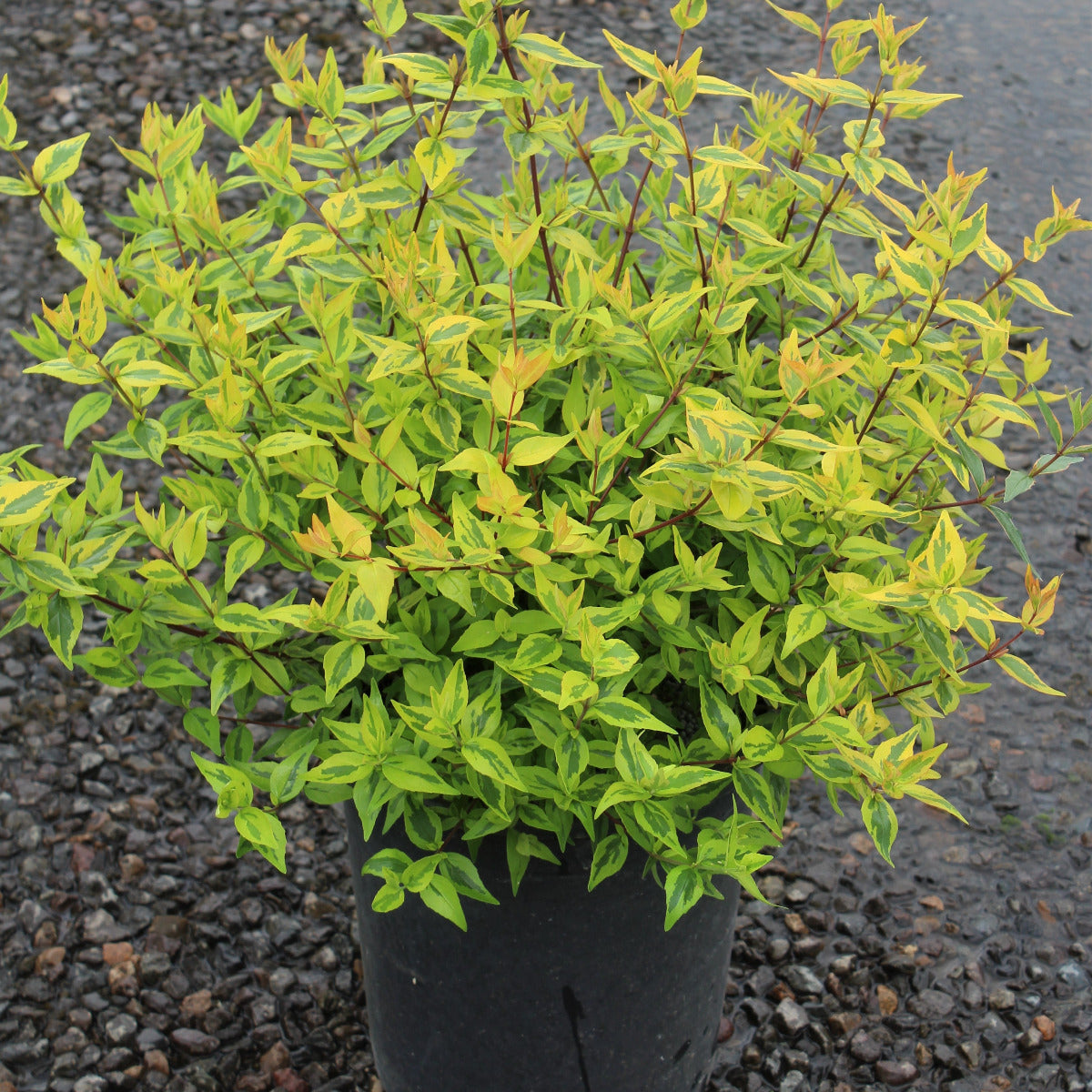 Abelia x gr. 'Kaleidoscope' PP16988