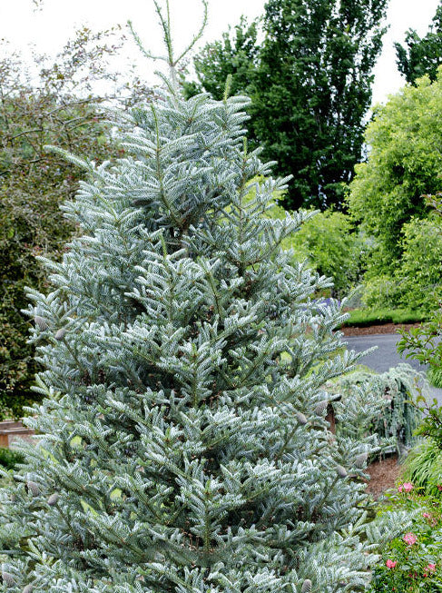 Abies koreana 'Horstmann's Silberlocke' (CG)