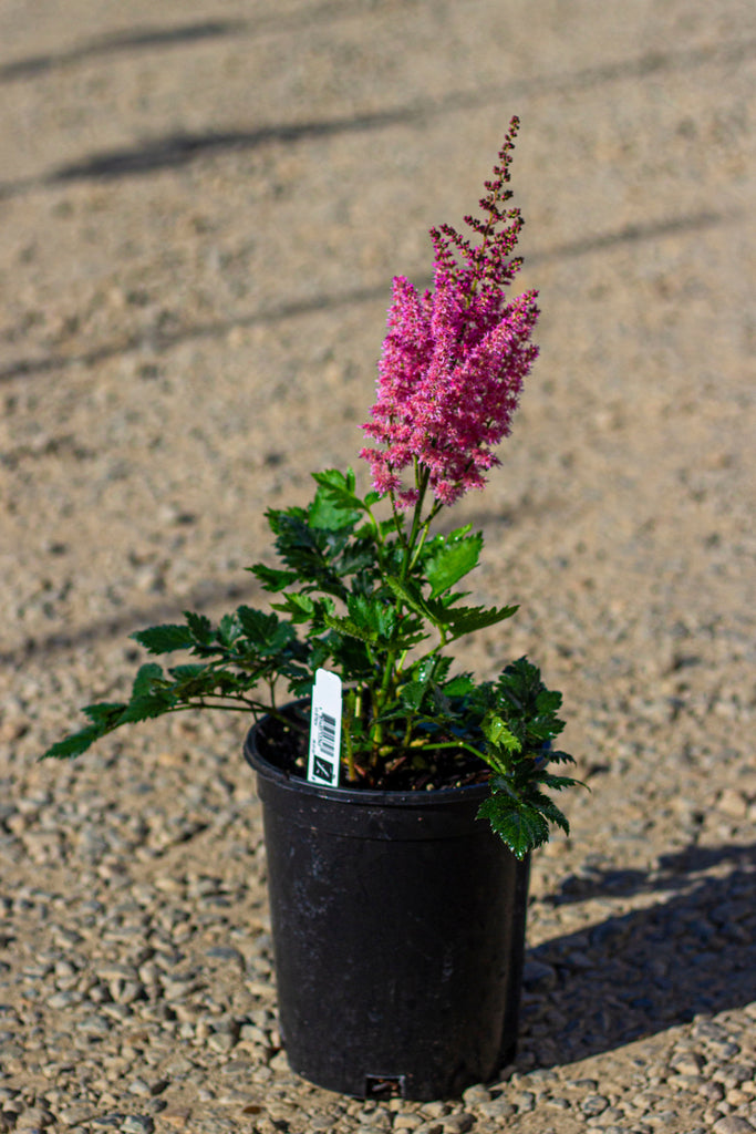 Astilbe c. 'Little Visions in Purple' PP21855