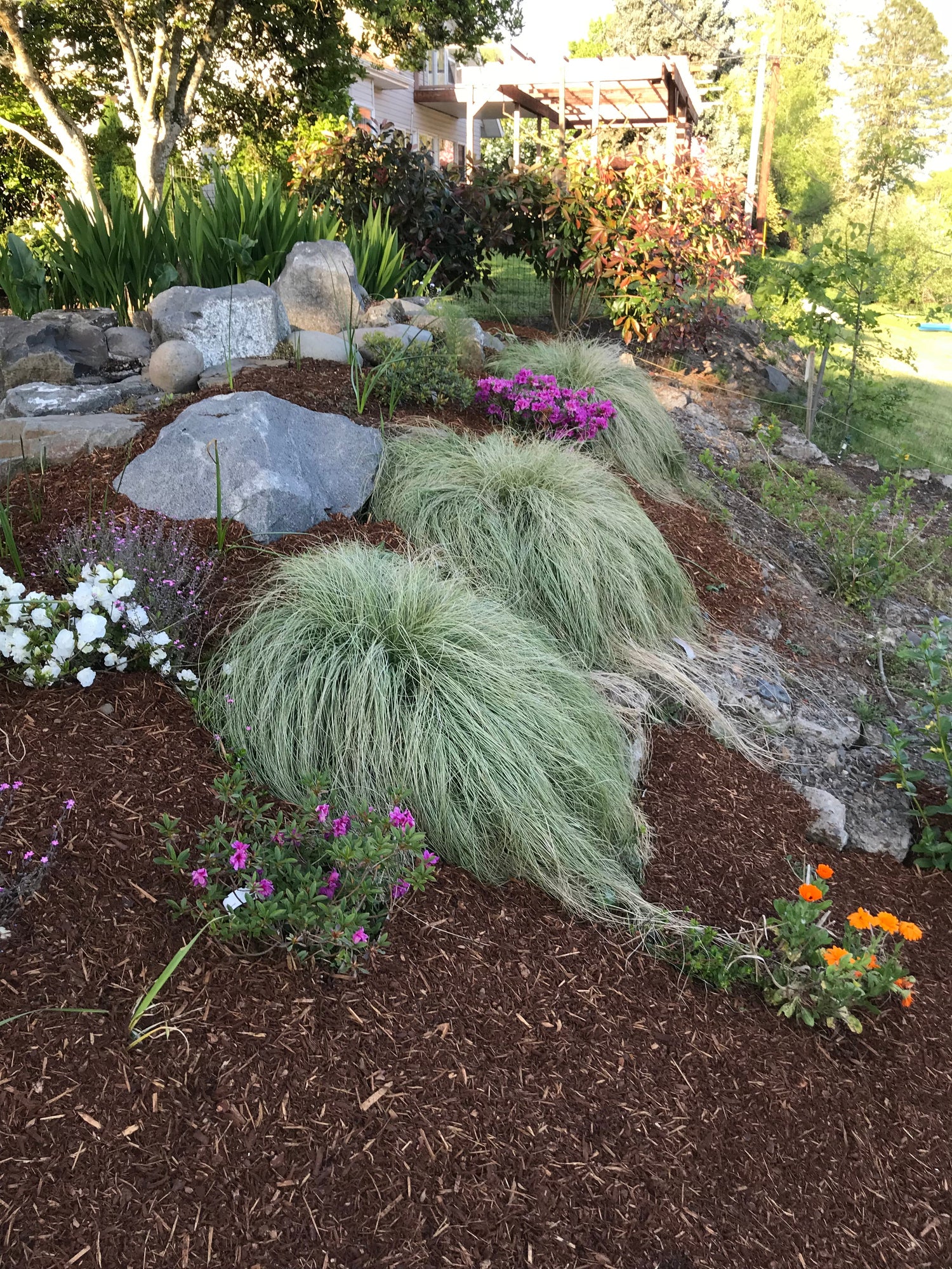 Grass, Carex comans 'Frosted Curls'