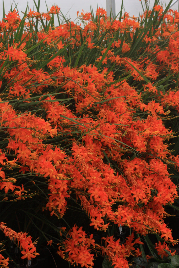 Crocosmia 'Emily McKenzie' (orange)