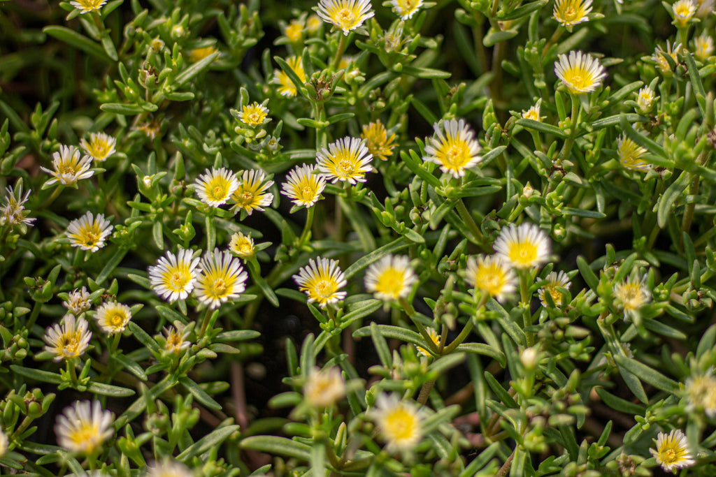 Delosperma WHEELS OF WONDER™ Limoncello PPAF