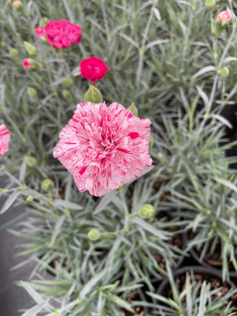 Dianthus DEVON COTTAGE™ Pinball Wizard PPAF (double pink and white)