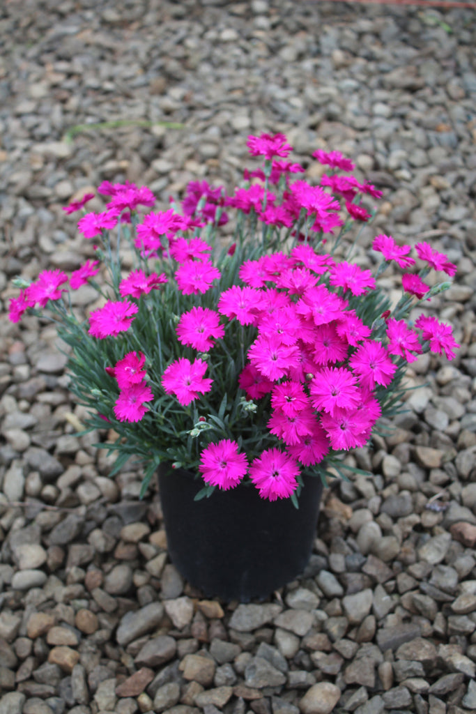 Dianthus 'Neon Star' PP14549 (hot pink)