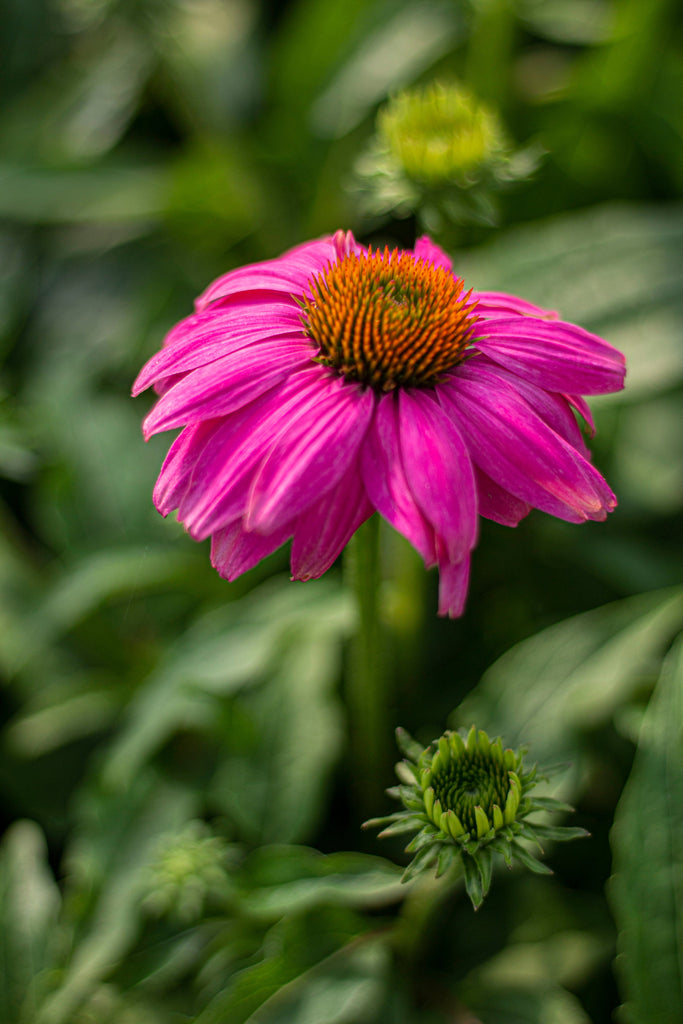 Echinacea p. POWWOW® Wild Berry (fuchsia)