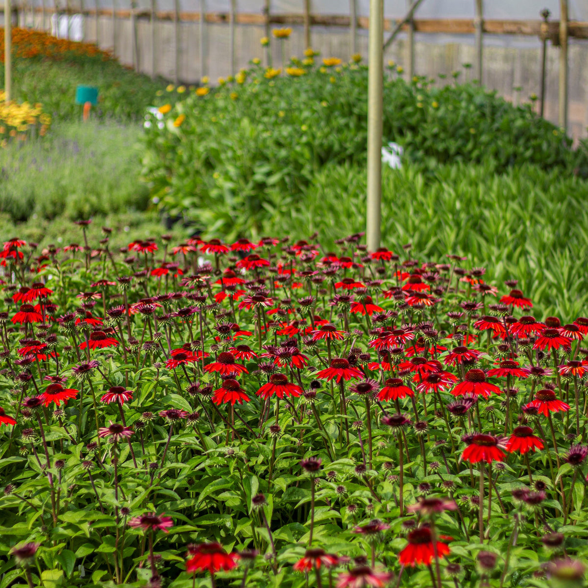 Echinacea p. SOMBRERO® 'Sangrita' PP30138 (orange/red)