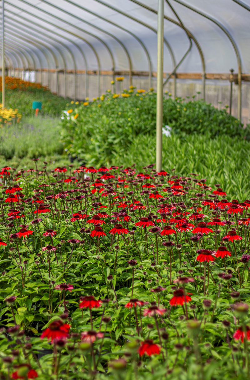 Echinacea p. SOMBRERO® 'Sangrita' PP30138 (orange/red)