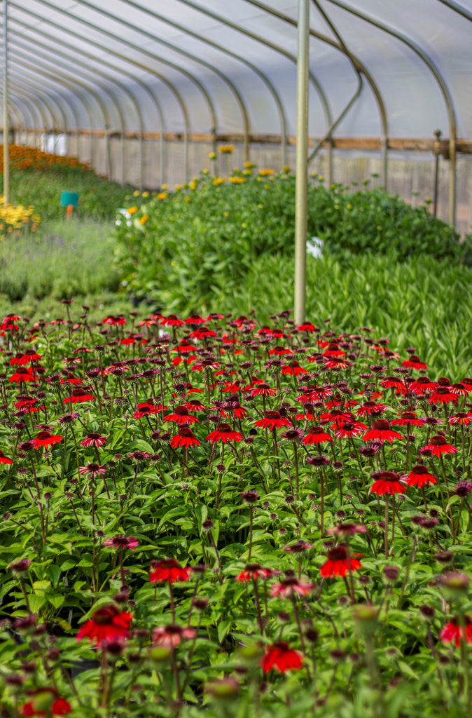 Echinacea p. SOMBRERO® 'Sangrita' PP30138 (orange/red)