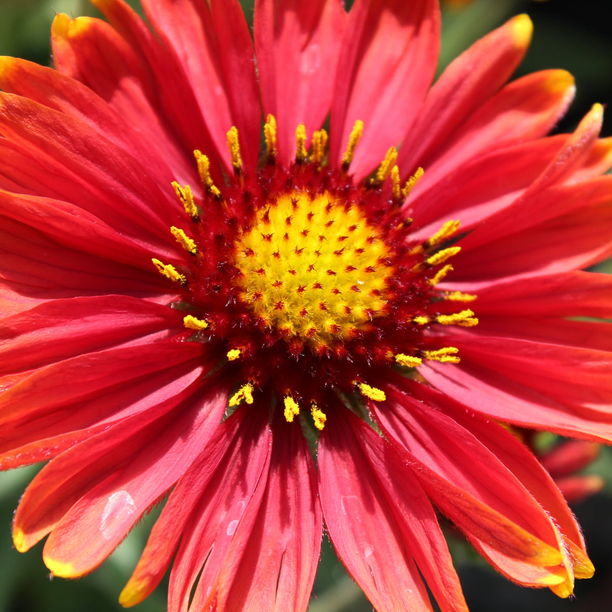 Gaillardia 'Arizona Red Shades'