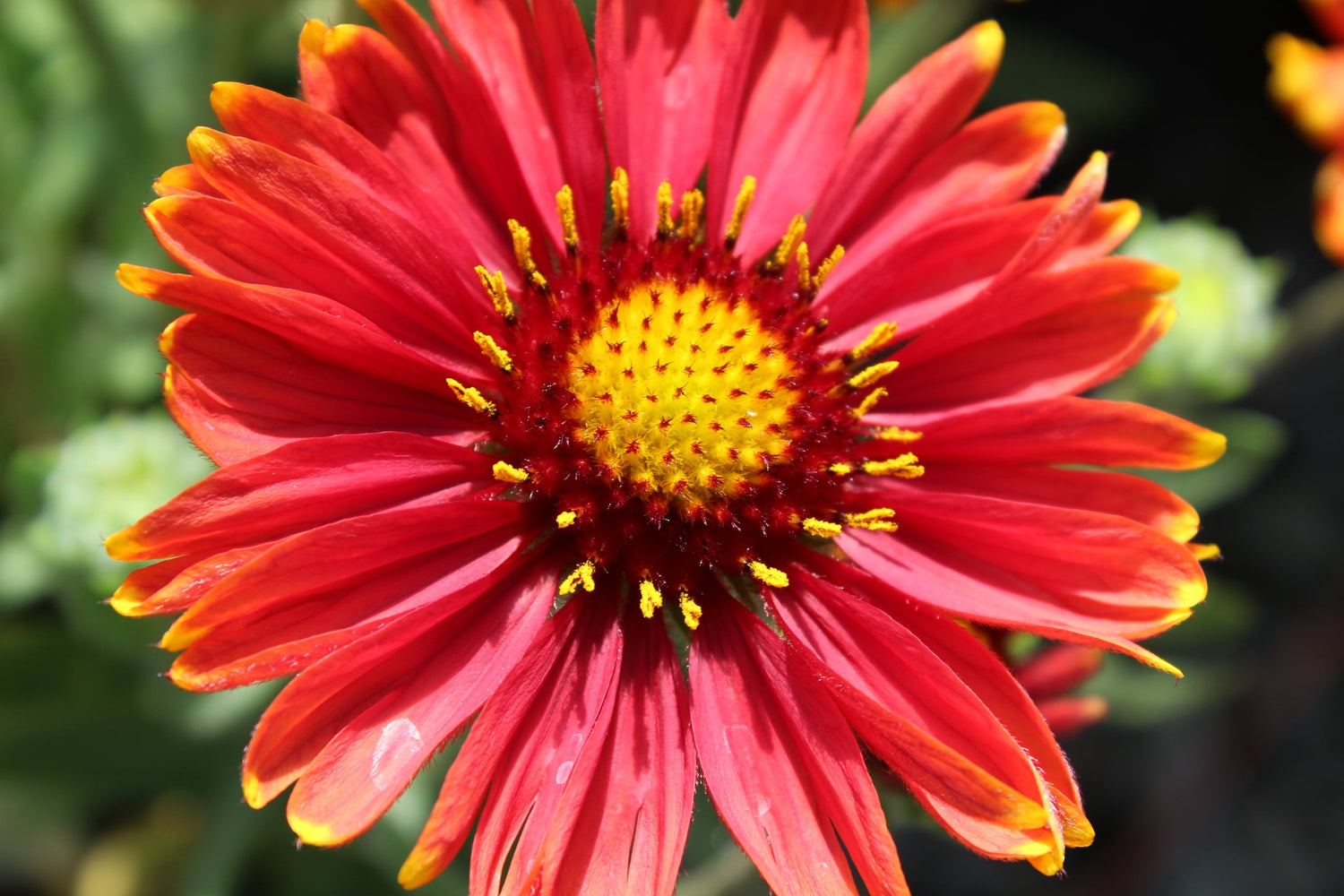 Gaillardia 'Arizona Red Shades'