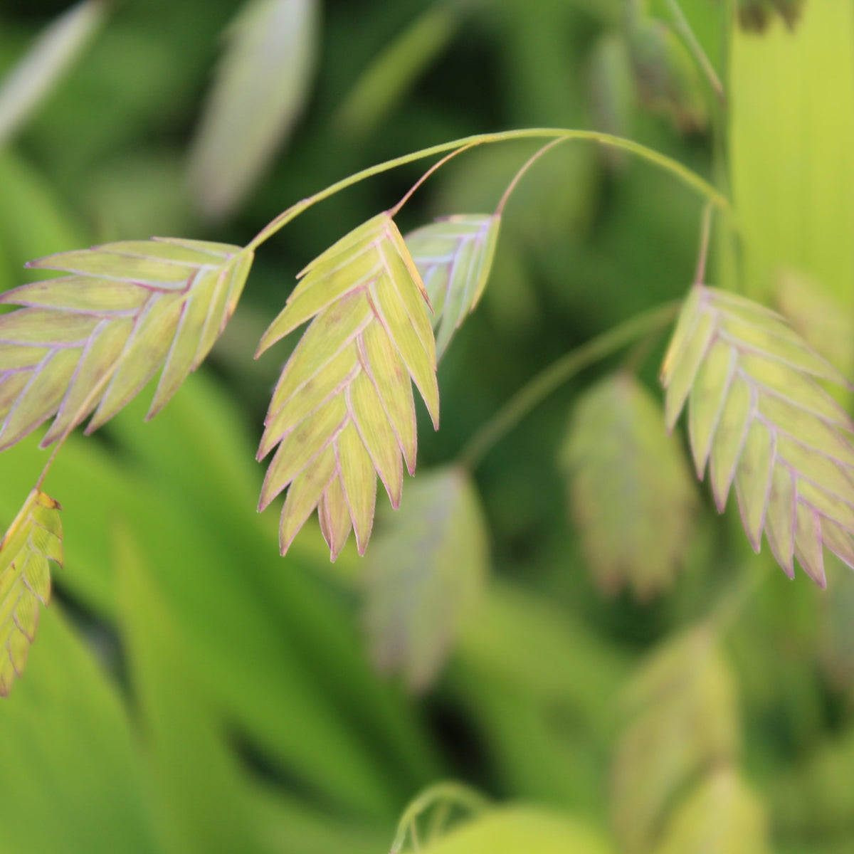 Grass, Chasmanthium latifolium