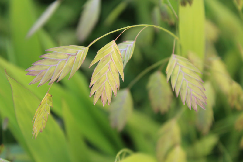 Grass, Chasmanthium latifolium