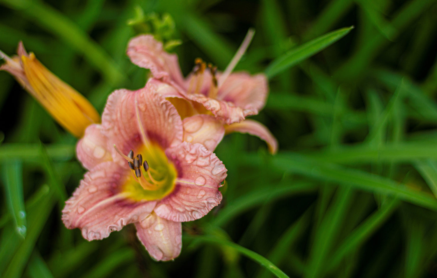 Hemerocallis EveryDayLily® 'Rose'