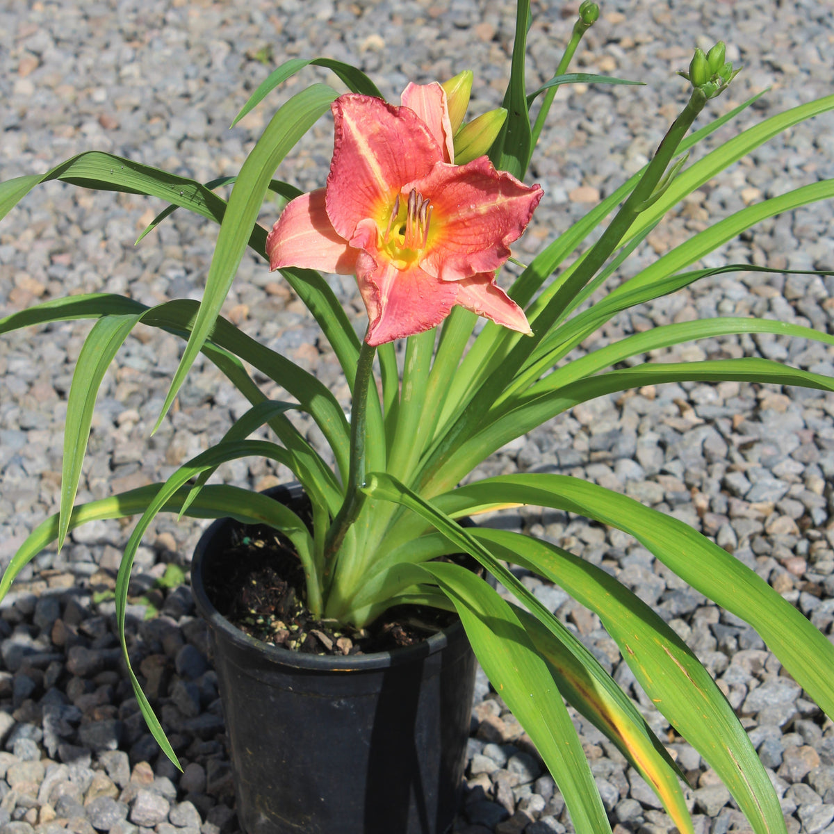 Hemerocallis 'Doris Dean' (pink)